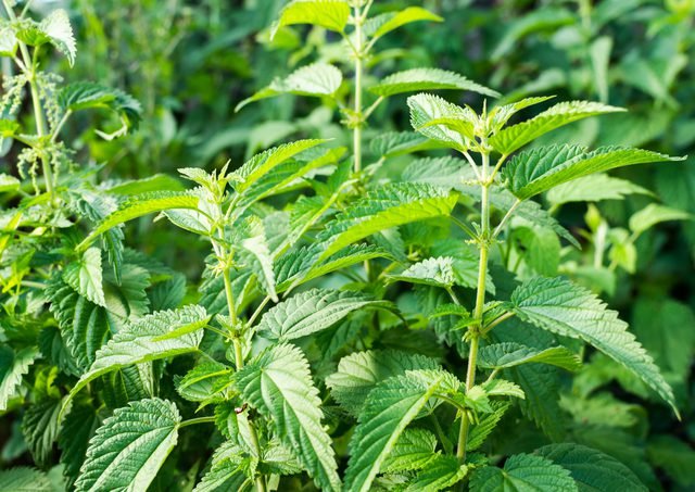 Nettle Leaf Extract