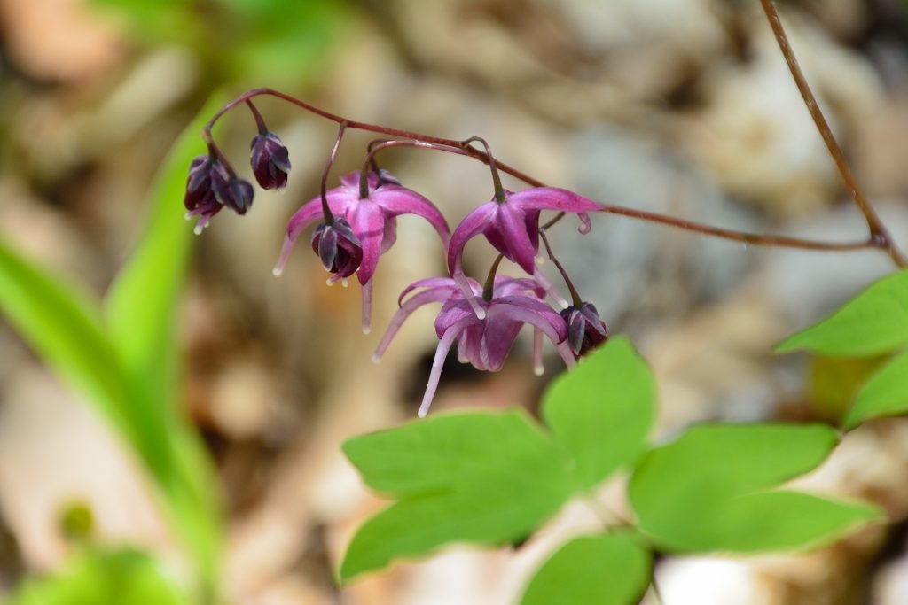 unique flowers and plant of horny goat weed